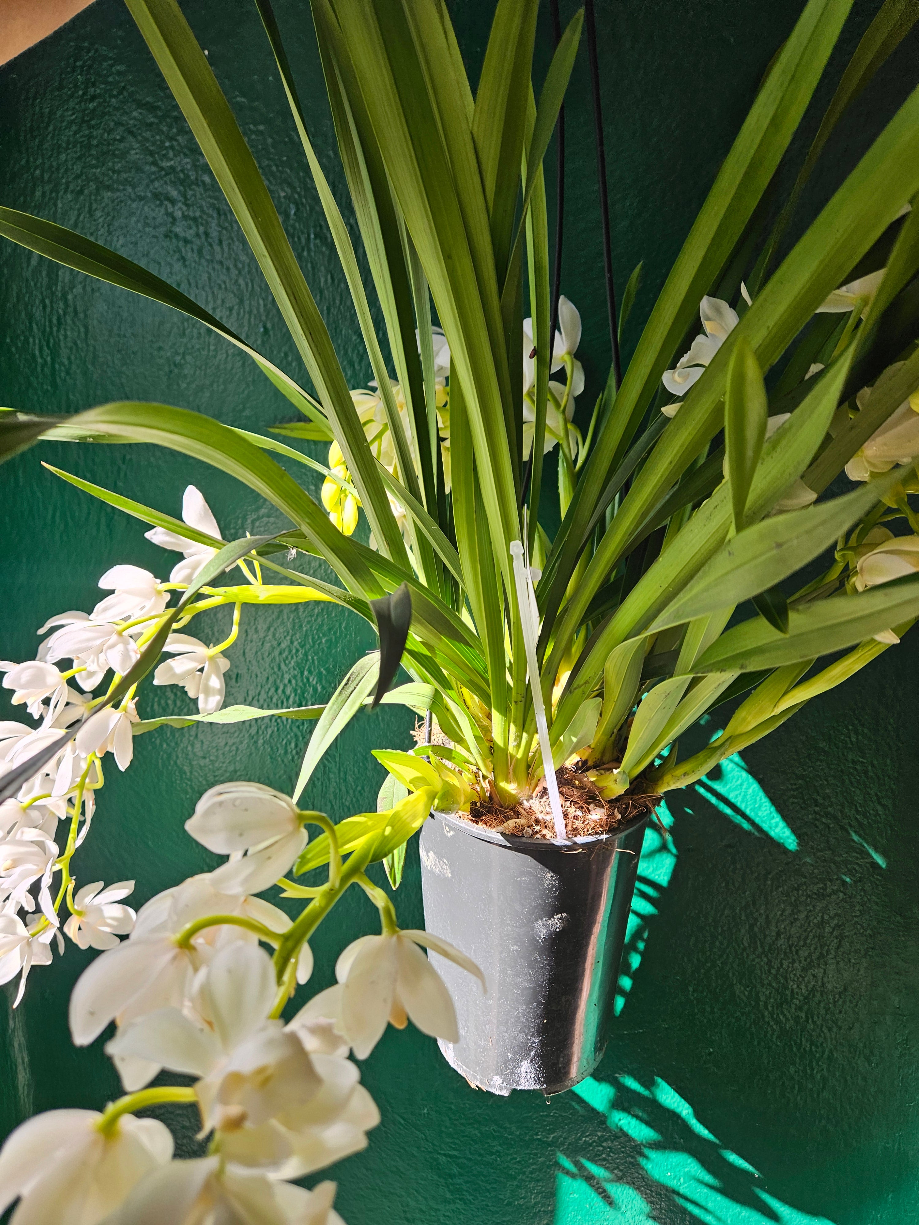 Cymbidium &