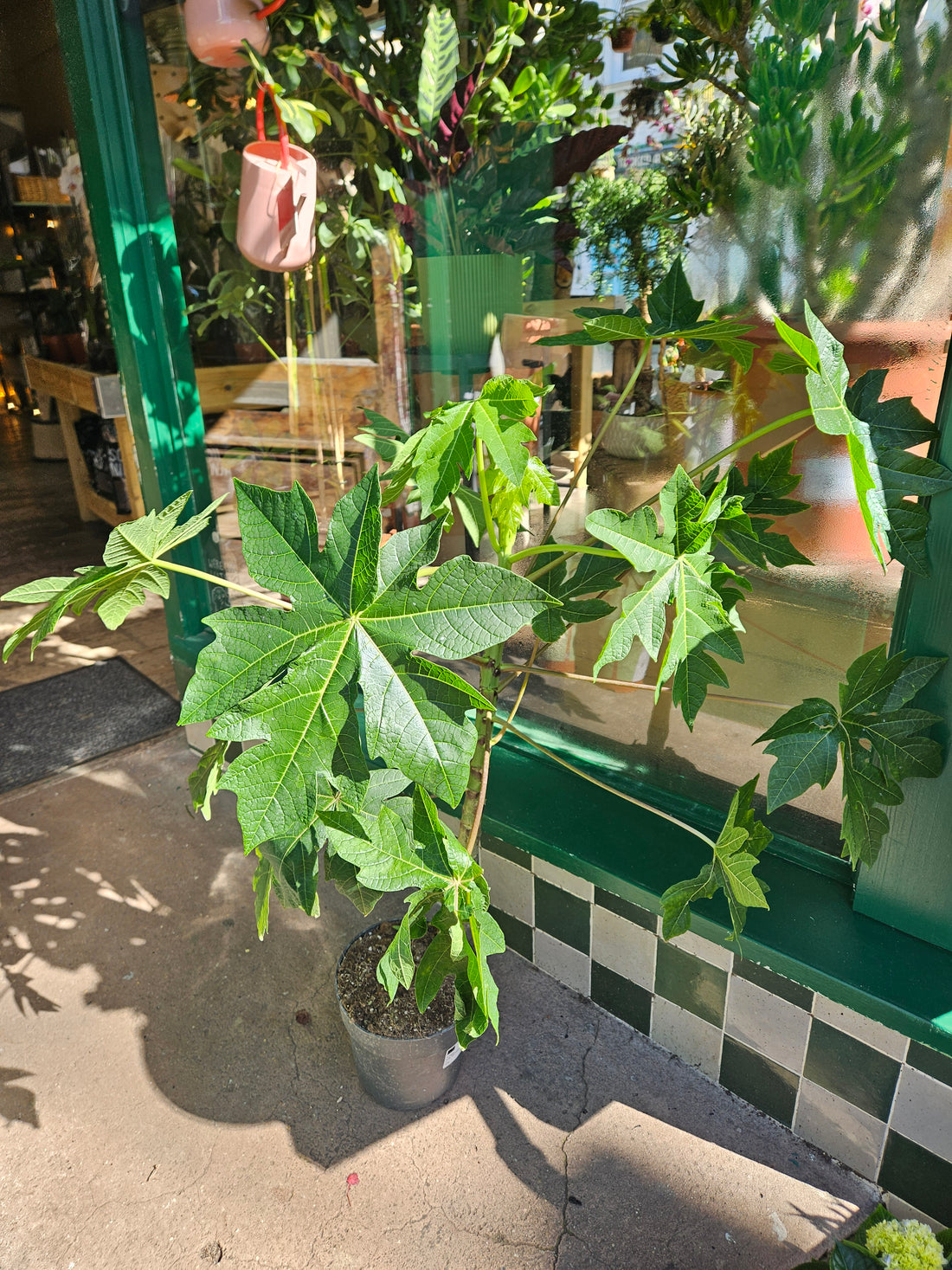 Carica papaya (Papaya Tree)
