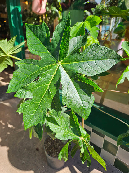 Carica papaya (Papaya Tree)