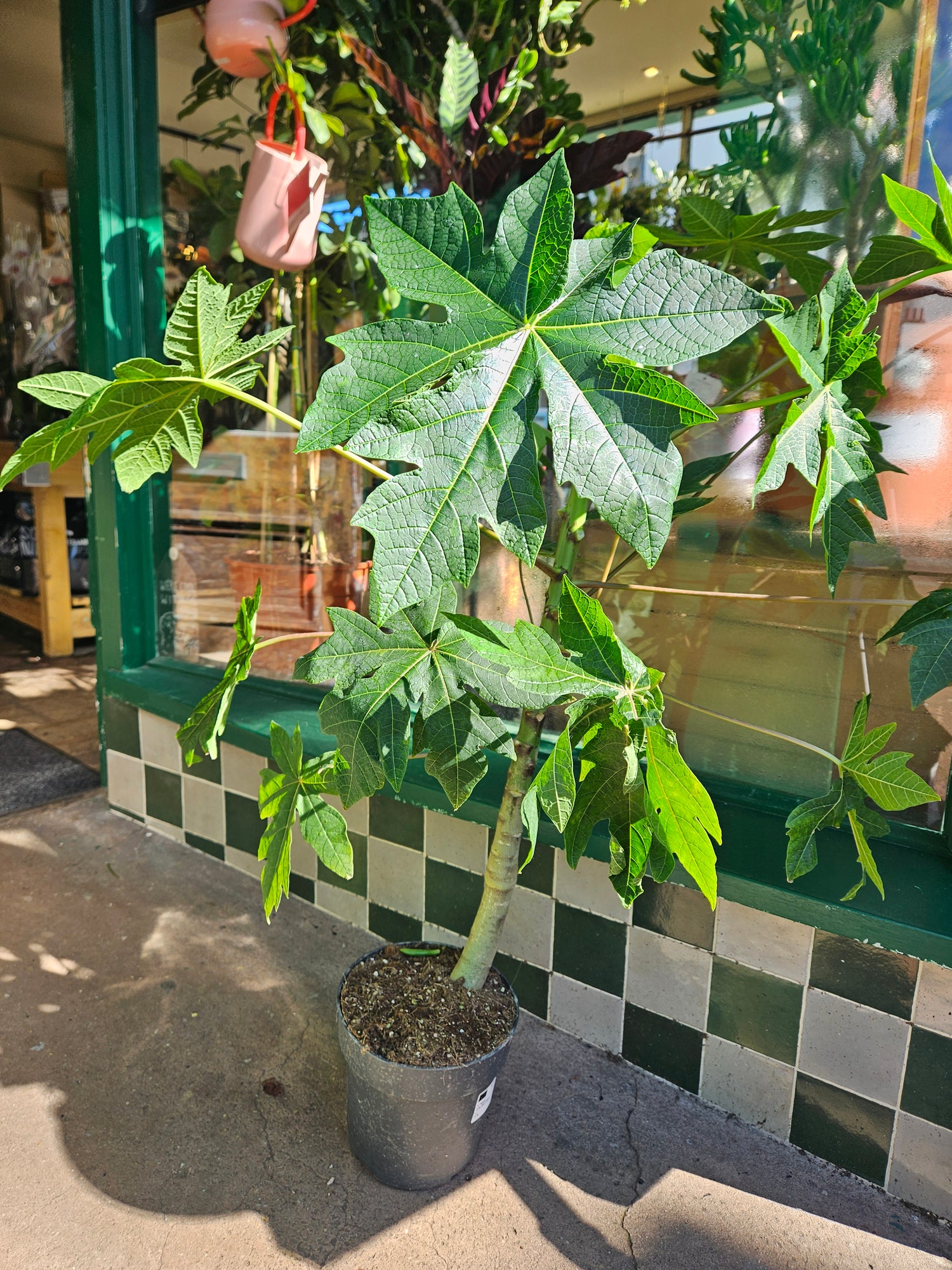 Carica papaya (Papaya Tree)