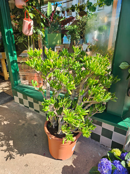 Crassula ovata &