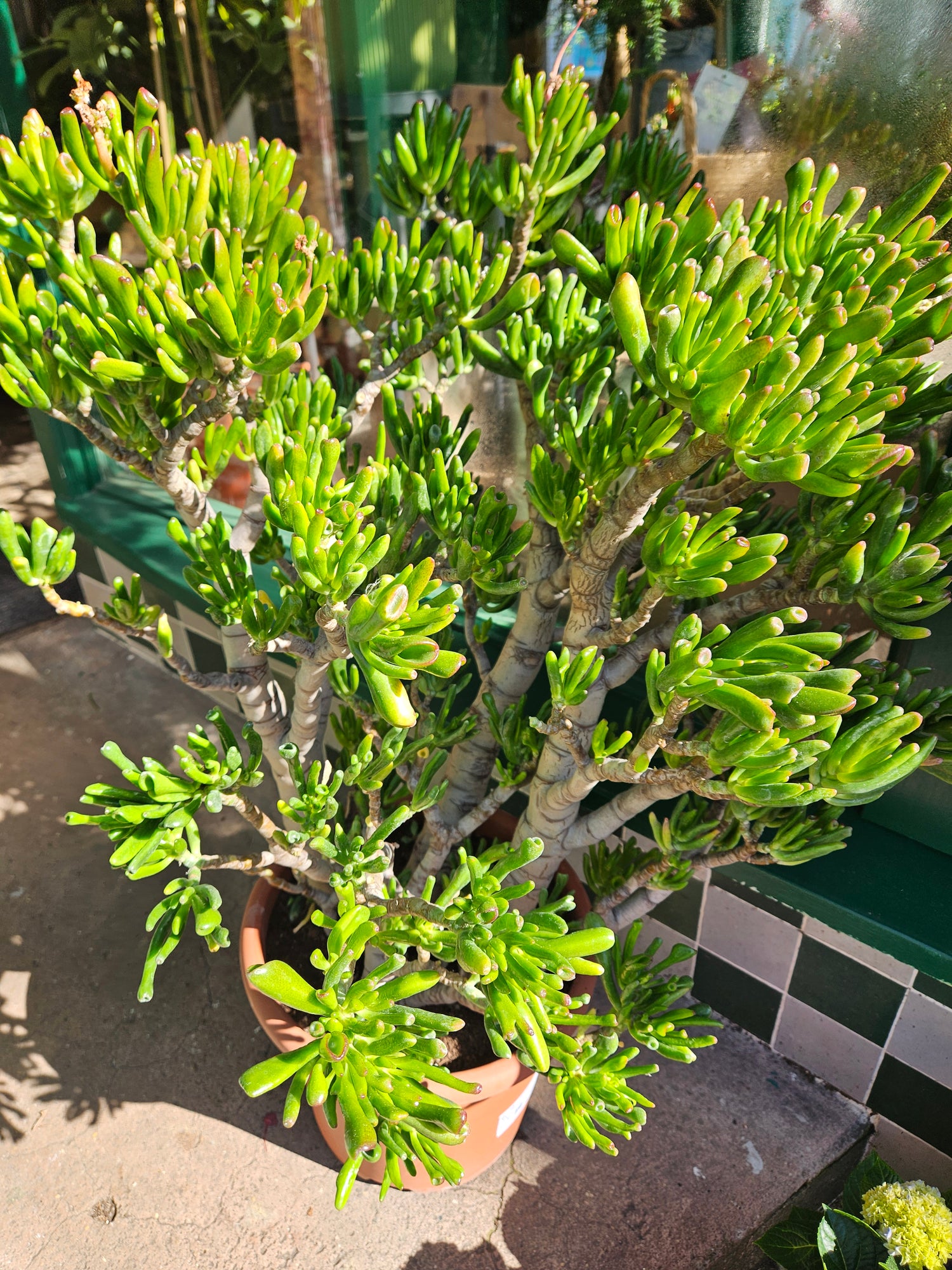 Crassula ovata &