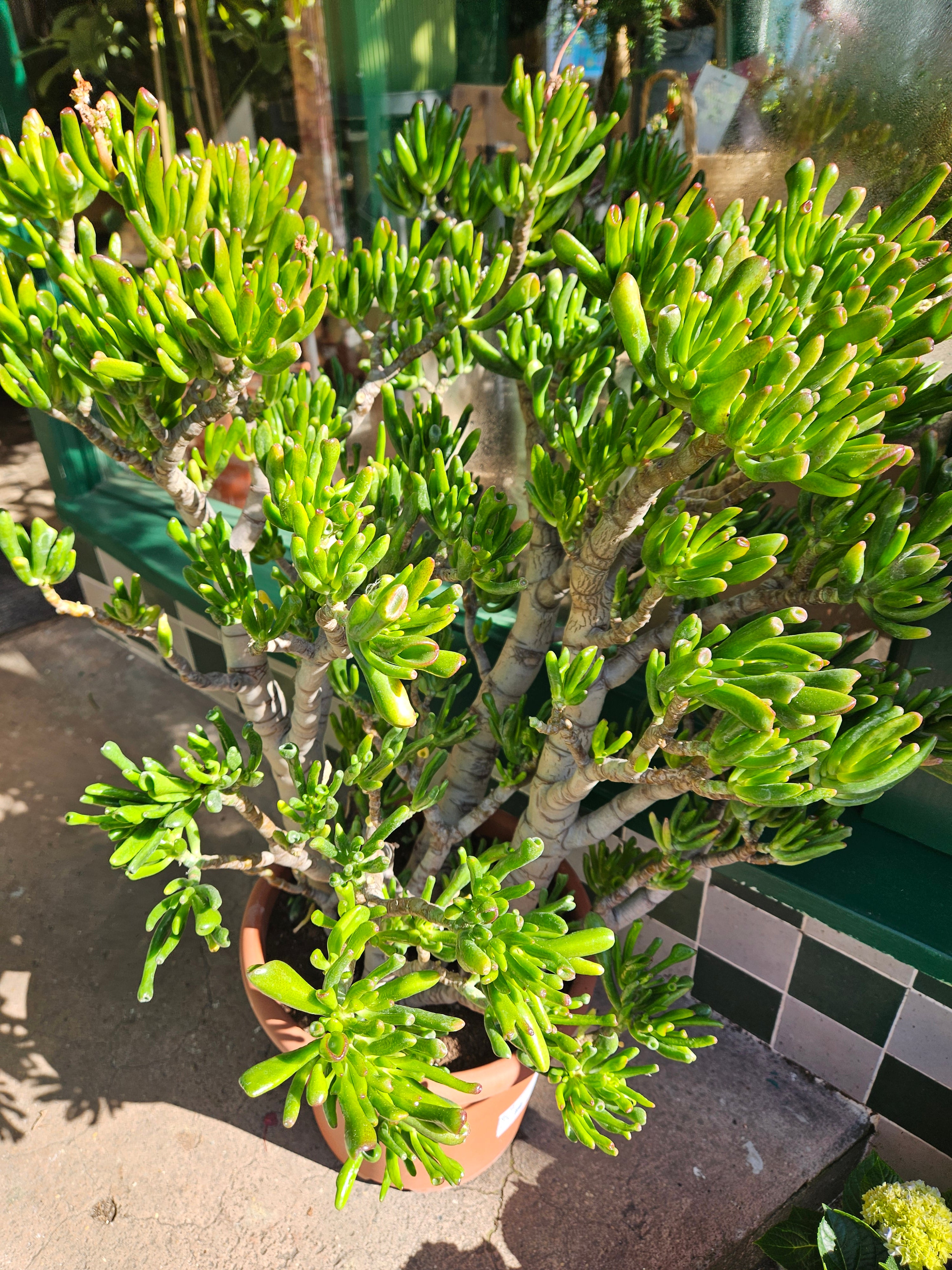 Crassula ovata &