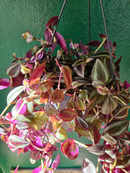 Tradescantia purpusii (Inch plant/ Wandering Dude)