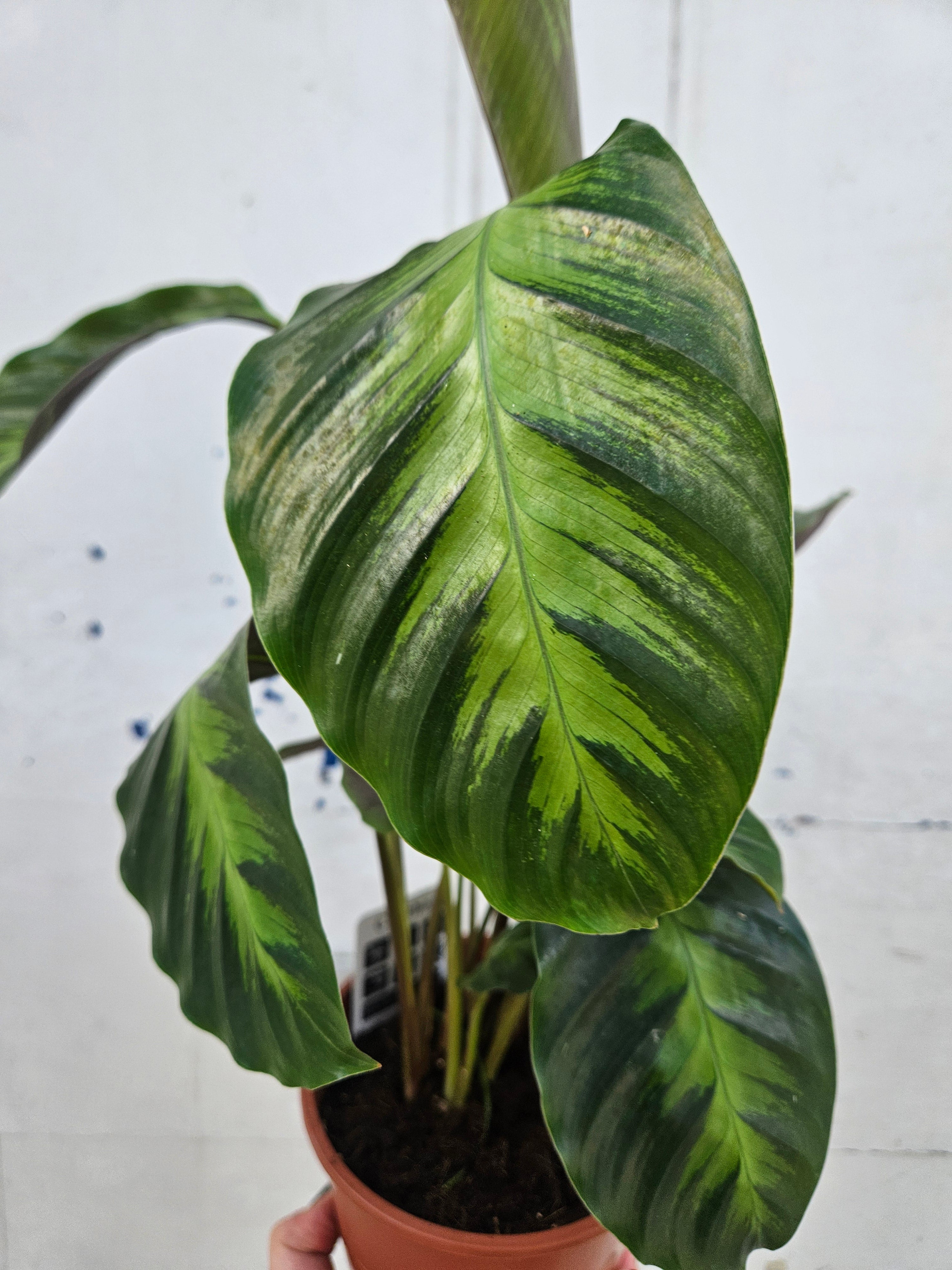 Calathea albertii (Emerald Feather Prayer Plant)