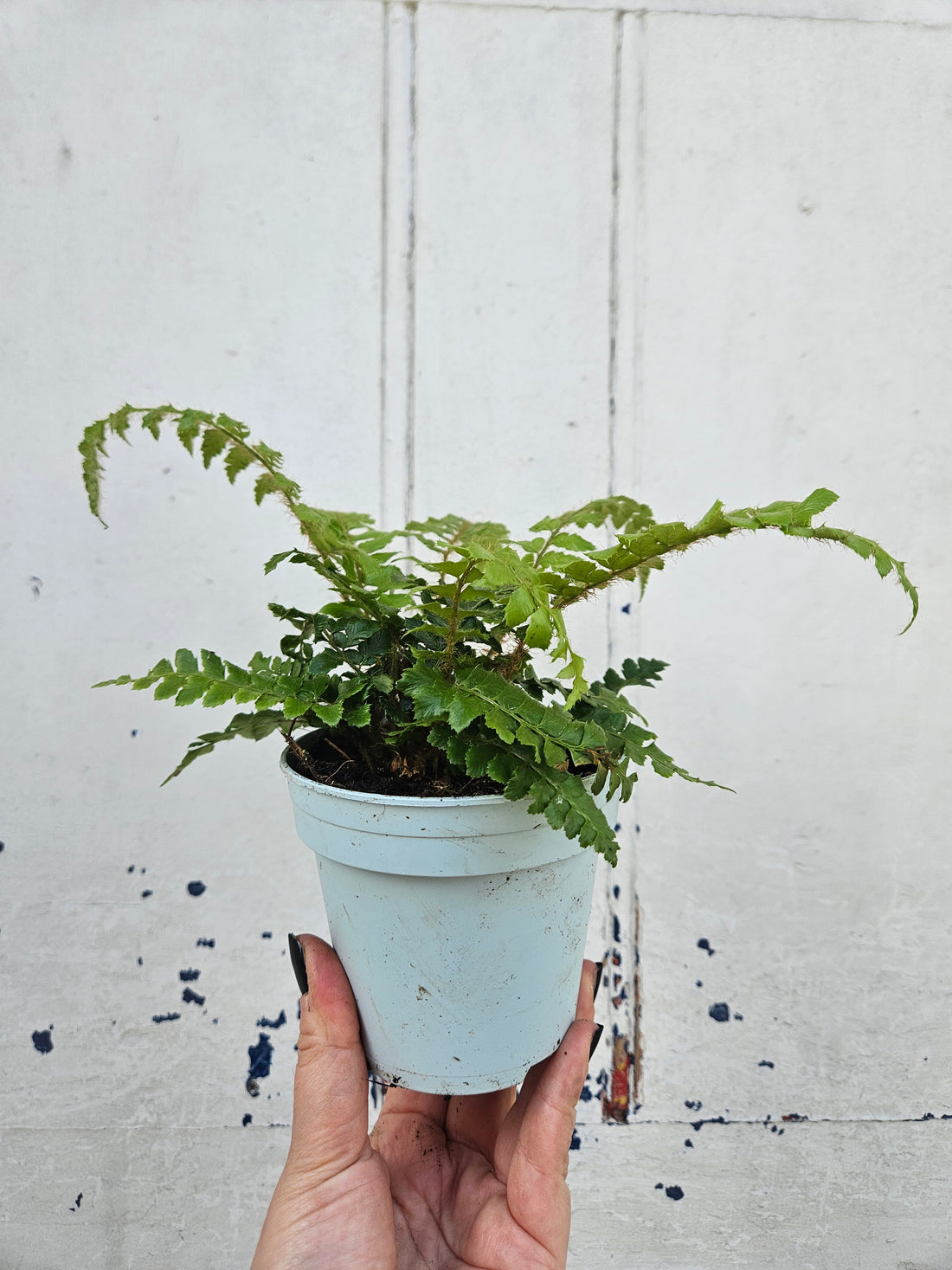 Polystichum polyblepharum &