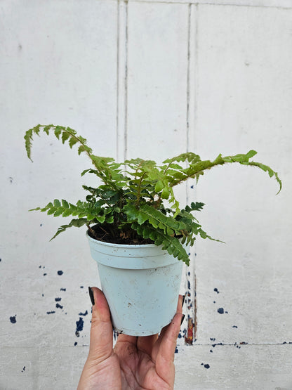 Polystichum polyblepharum &