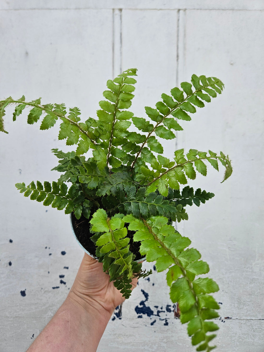Polystichum polyblepharum &