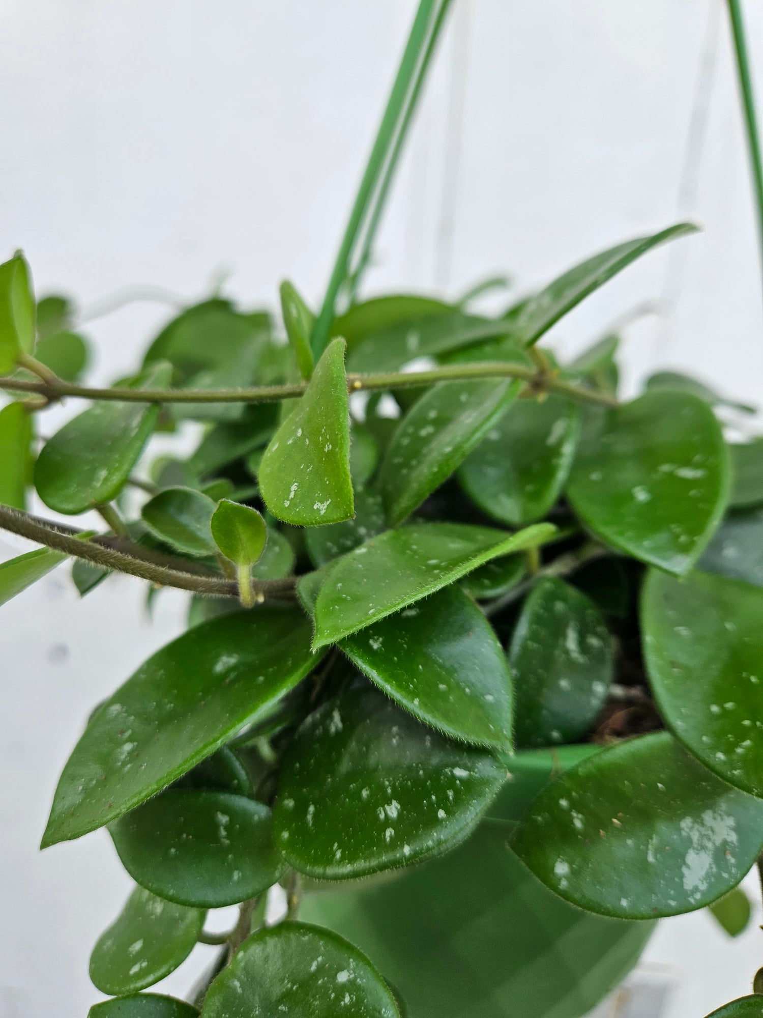 Hoya &