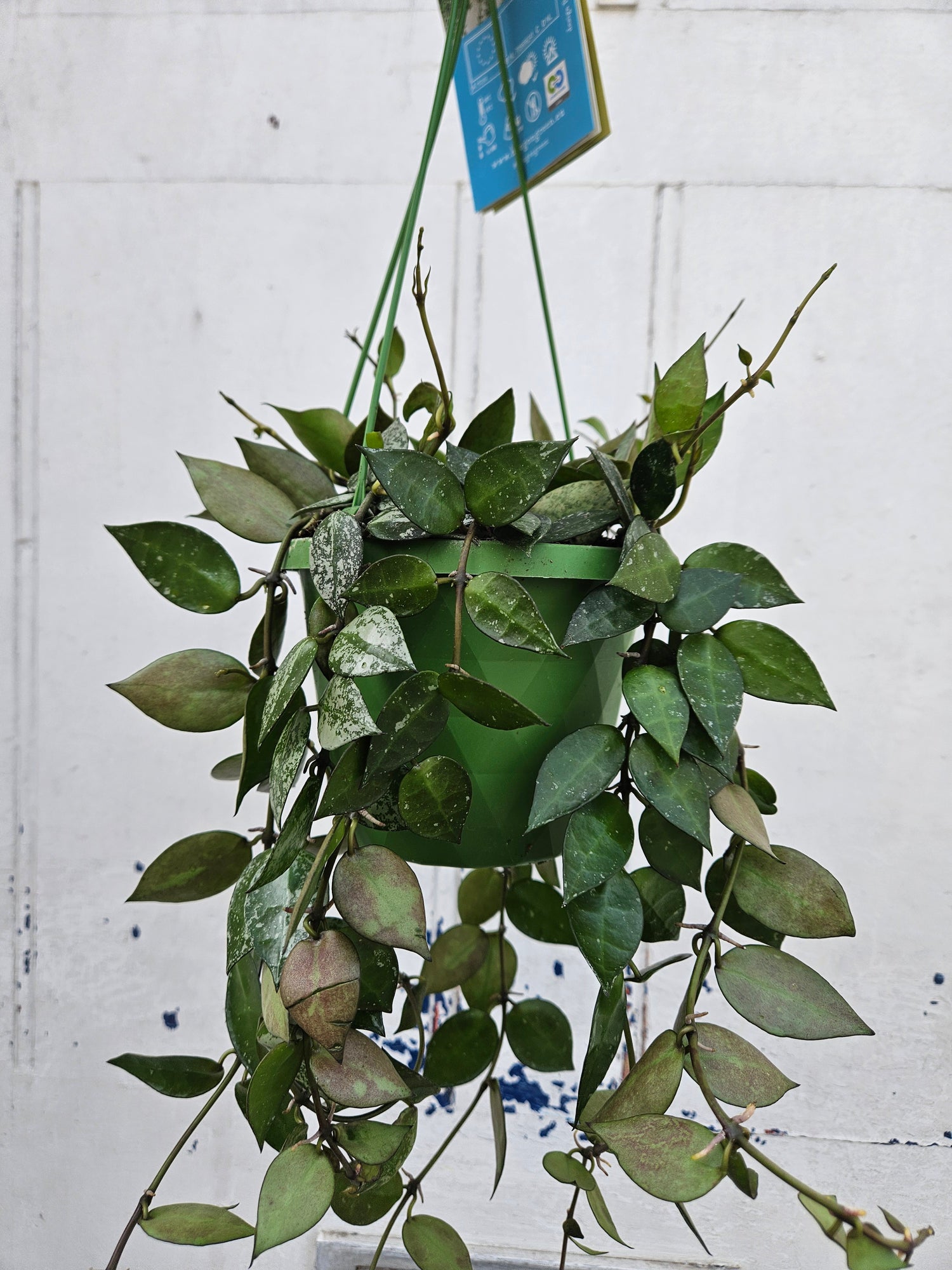 Hoya krohniana &