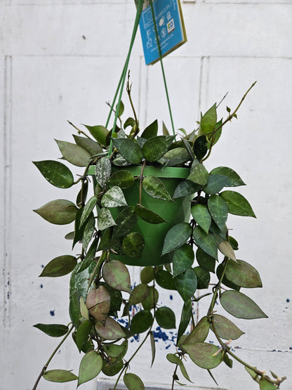 Hoya krohniana &