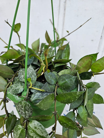 Hoya krohniana &