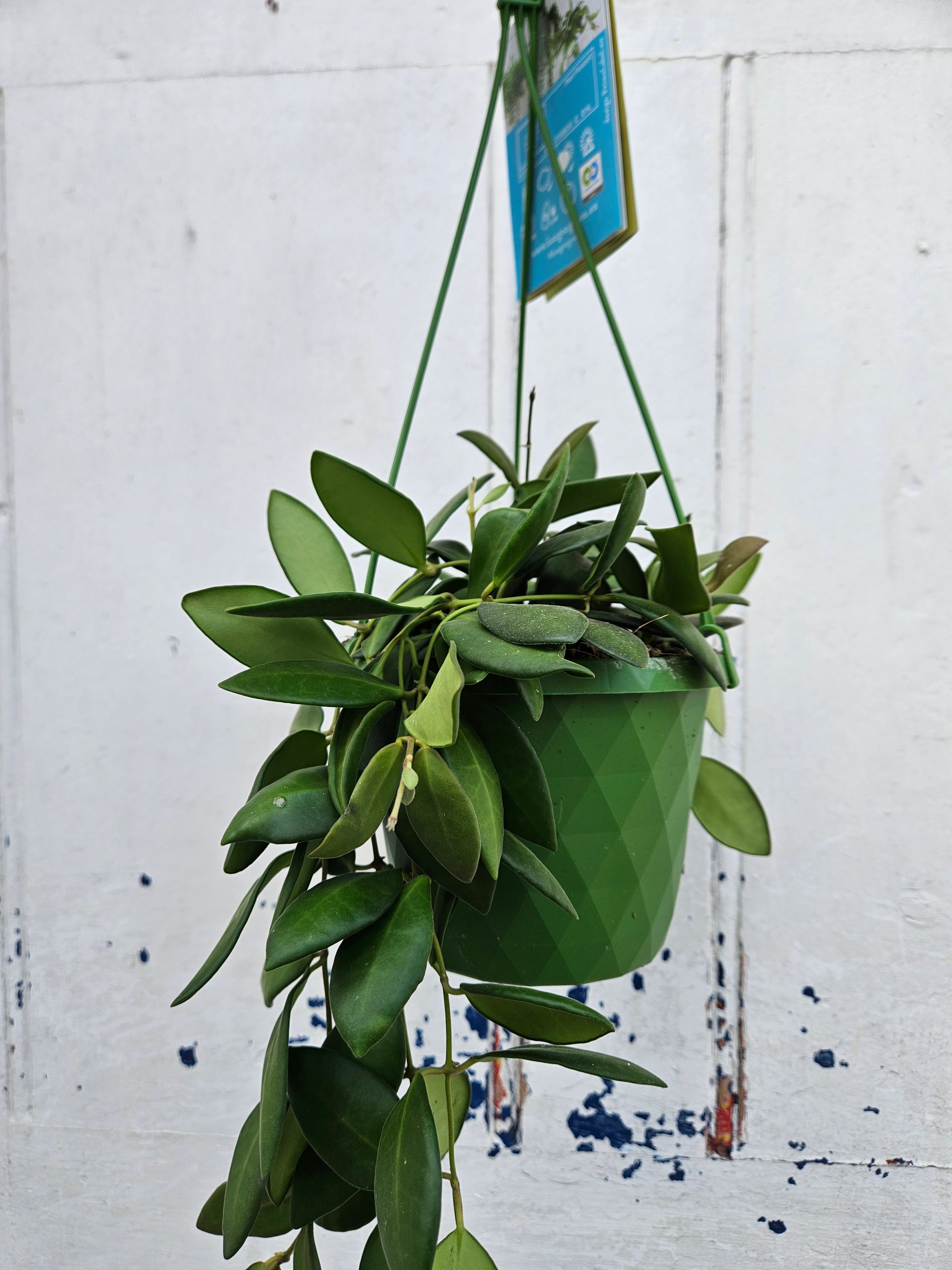 Hoya Burtoniae &