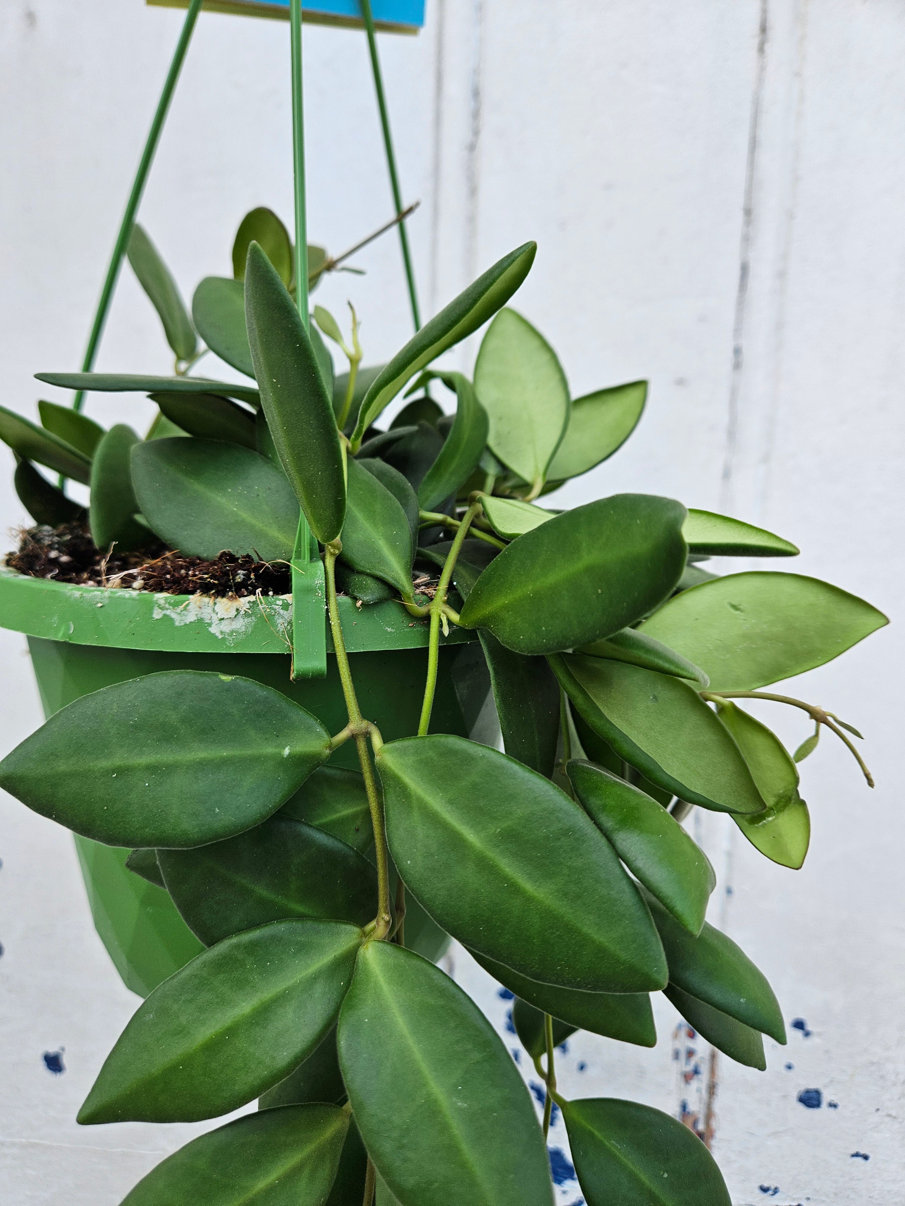 Hoya Burtoniae &