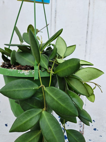 Hoya Burtoniae &