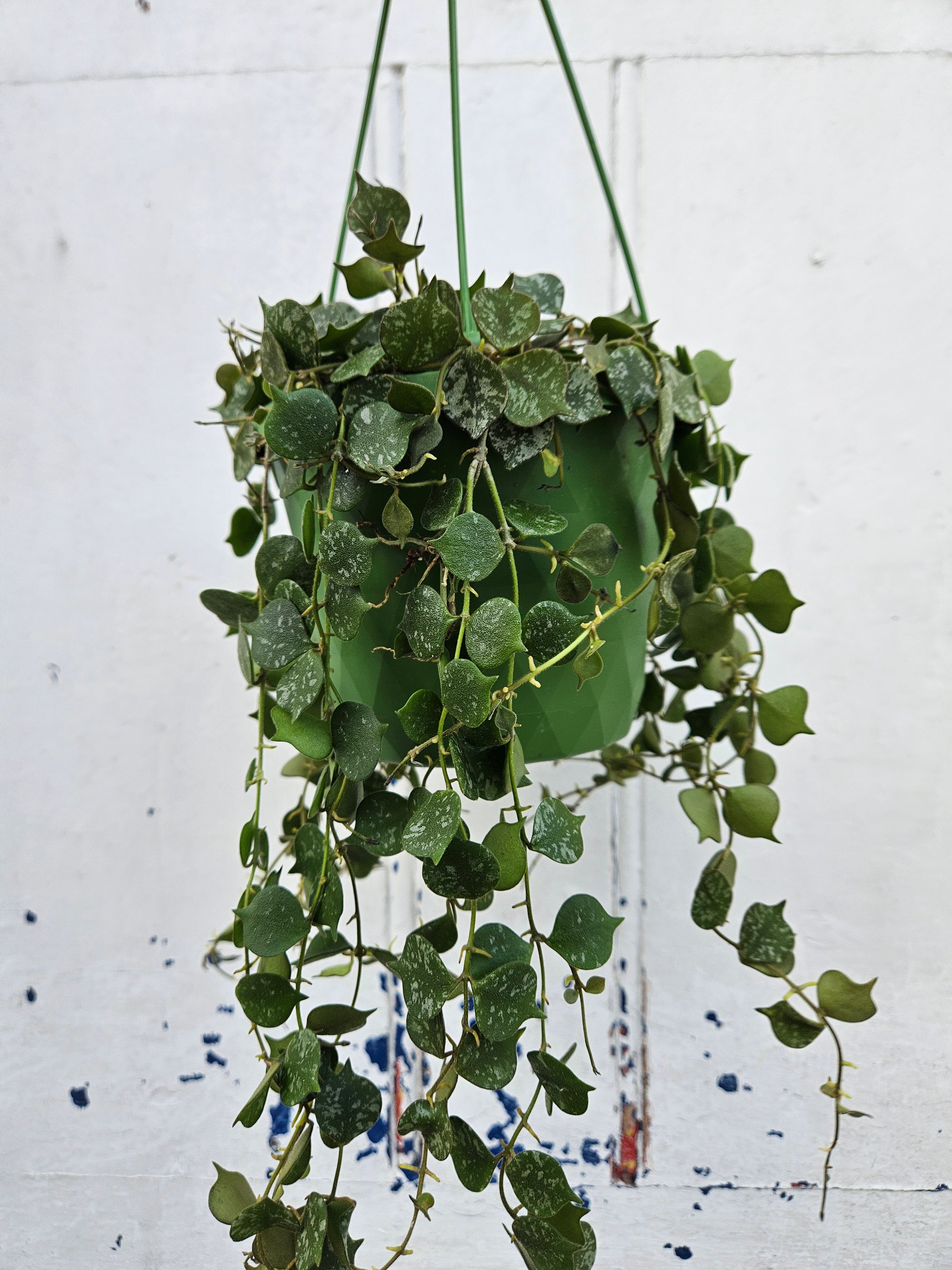 Hoya curtisii &