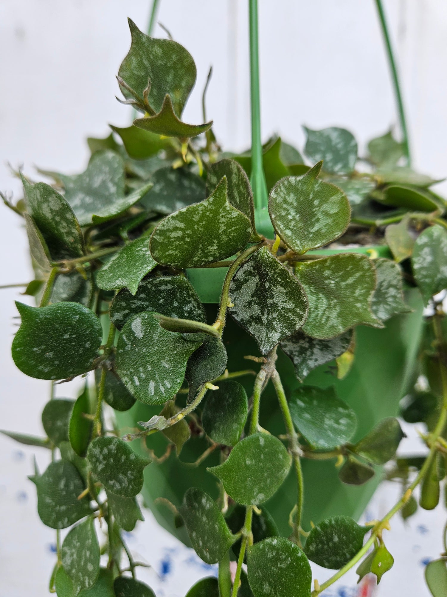 Hoya curtisii &