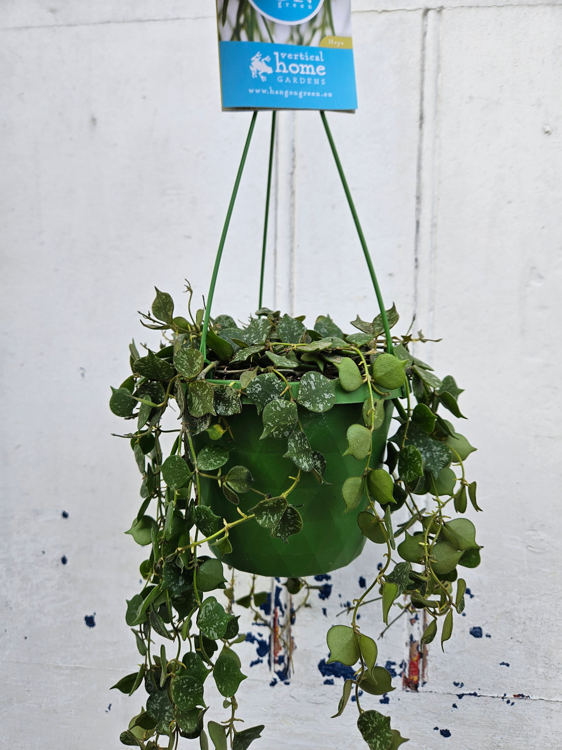Hoya curtisii &