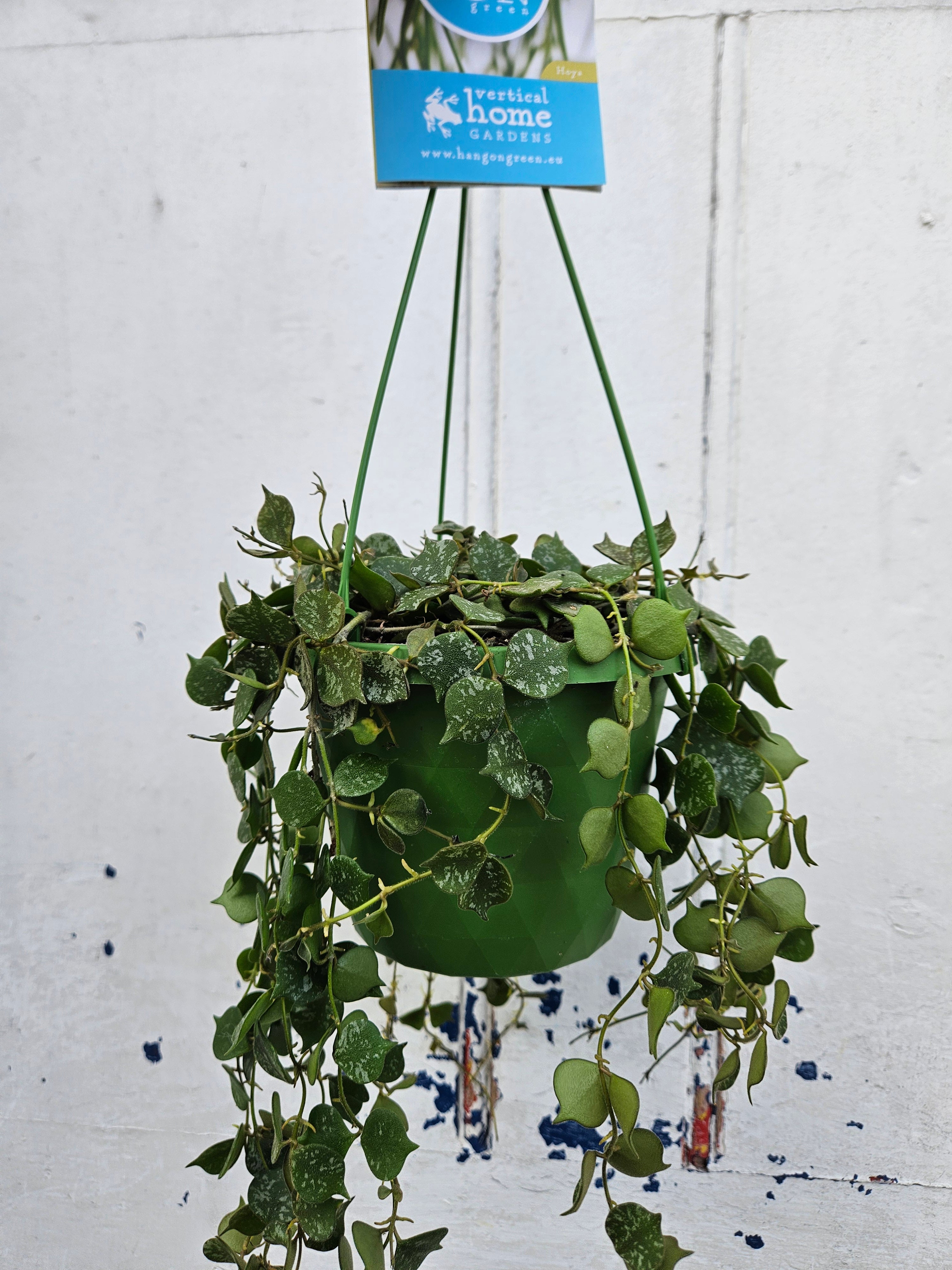 Hoya curtisii &