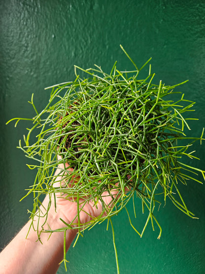 Rhipsalis baccifera &