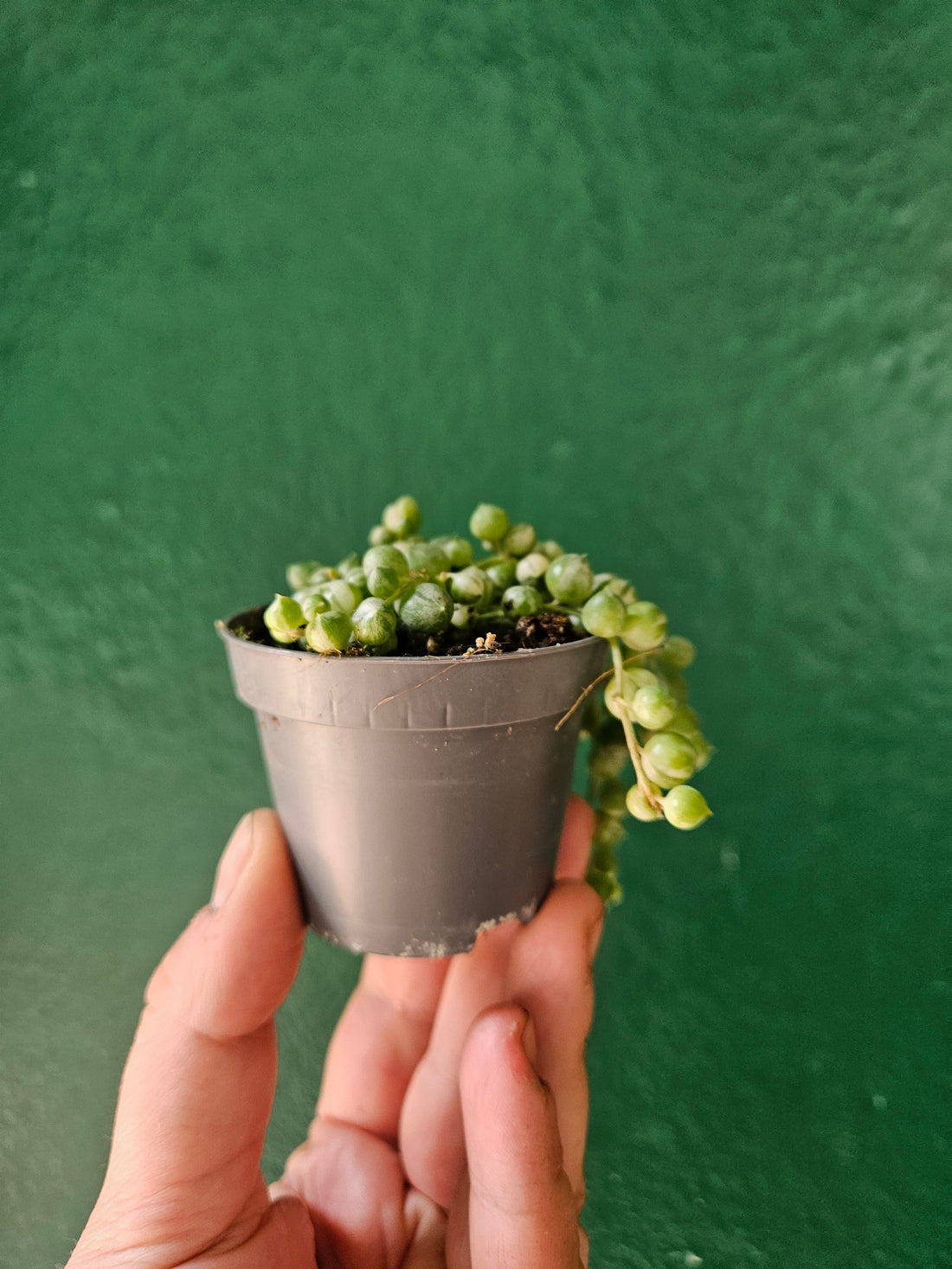 Curio rowleyanus &