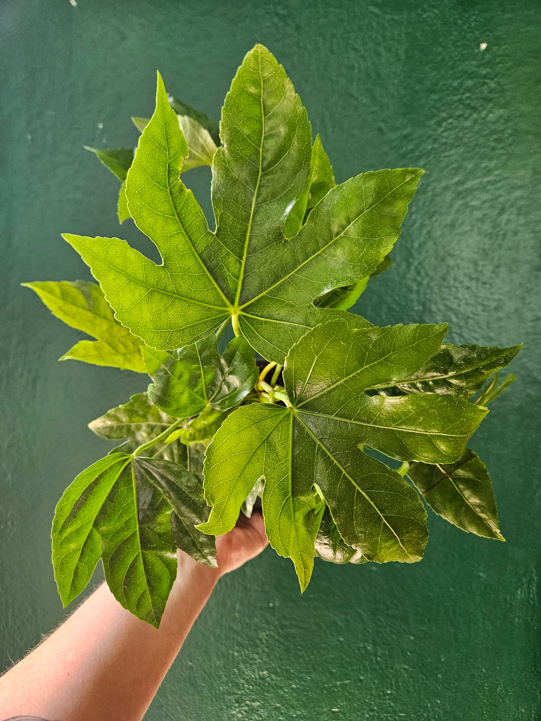 Fatsia japonica (Japanese Aralia)