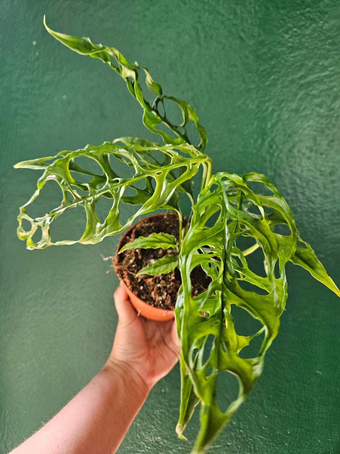 Monstera obliqua &