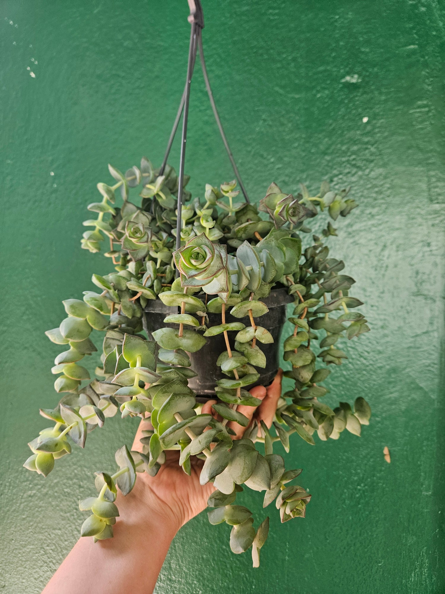 Crassula perforata (String of Buttons)