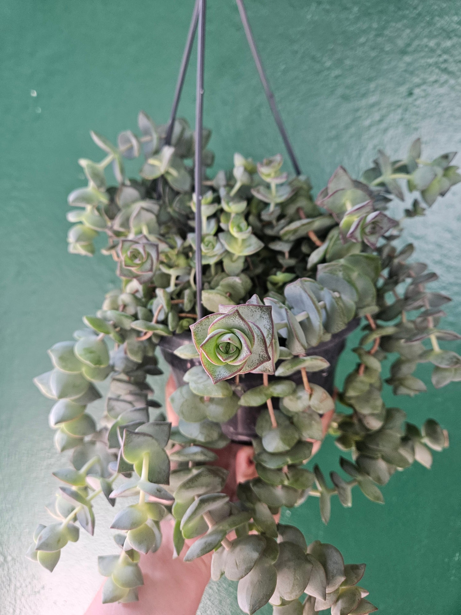 Crassula perforata (String of Buttons)