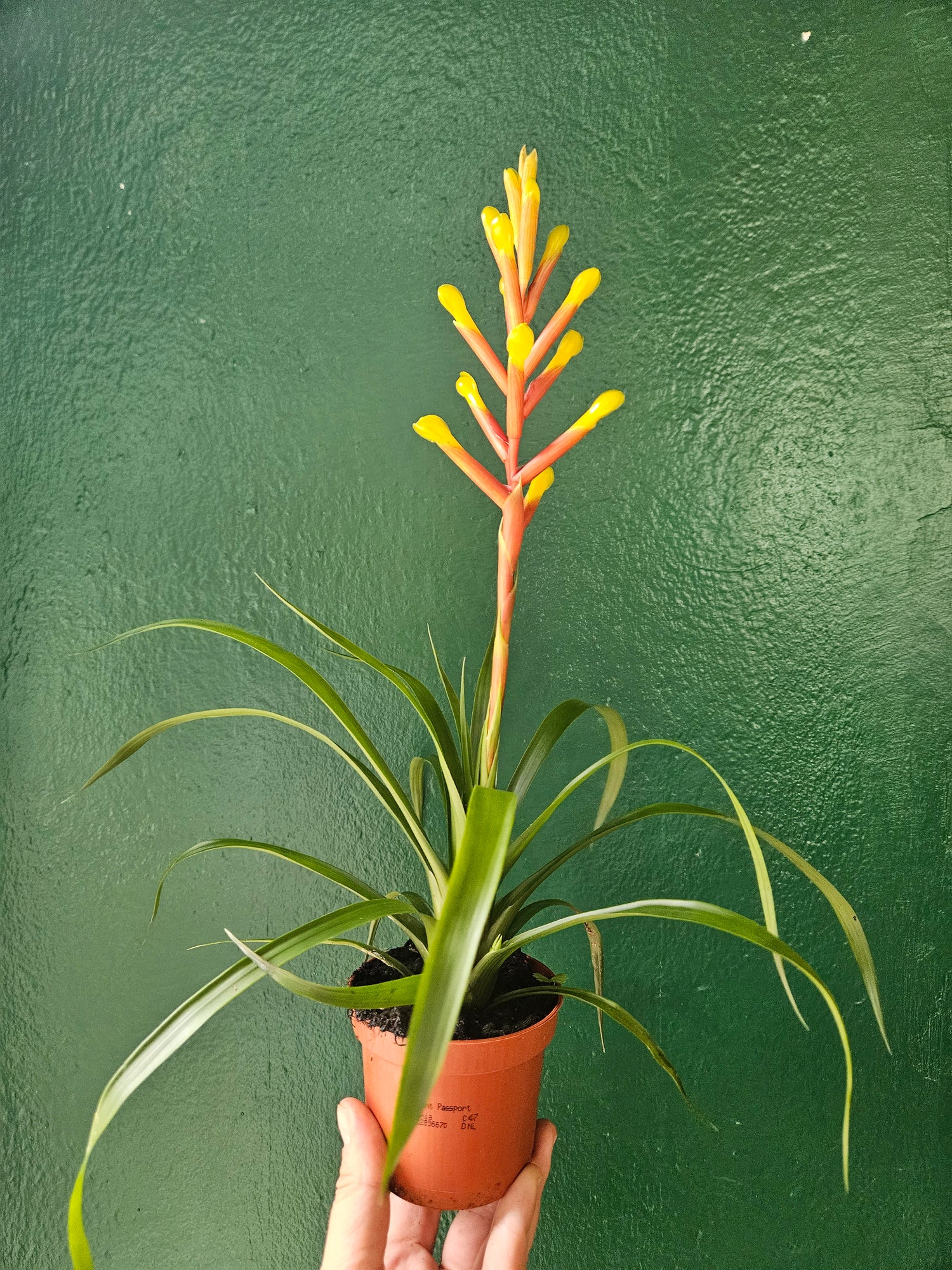 Guzmania dissitifolia (Bromeliad)