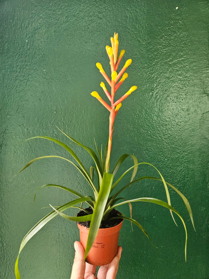Guzmania dissitifolia (Bromeliad)