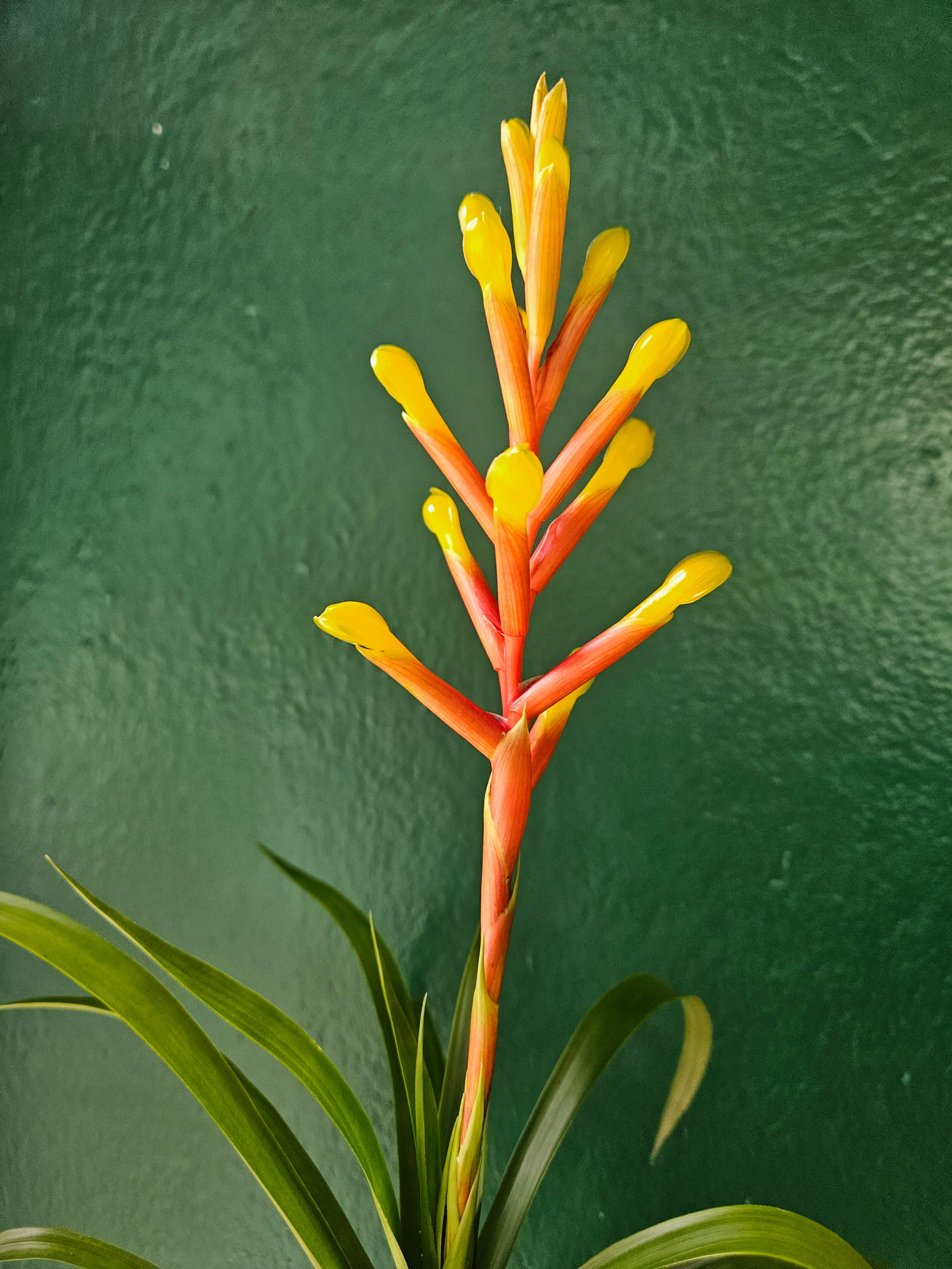 Guzmania dissitifolia (Bromeliad)
