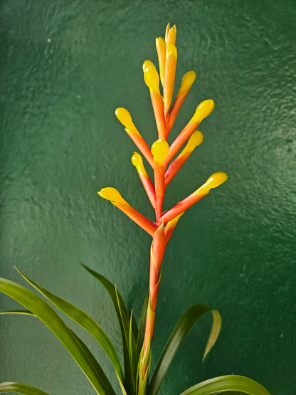 Guzmania dissitifolia (Bromeliad)