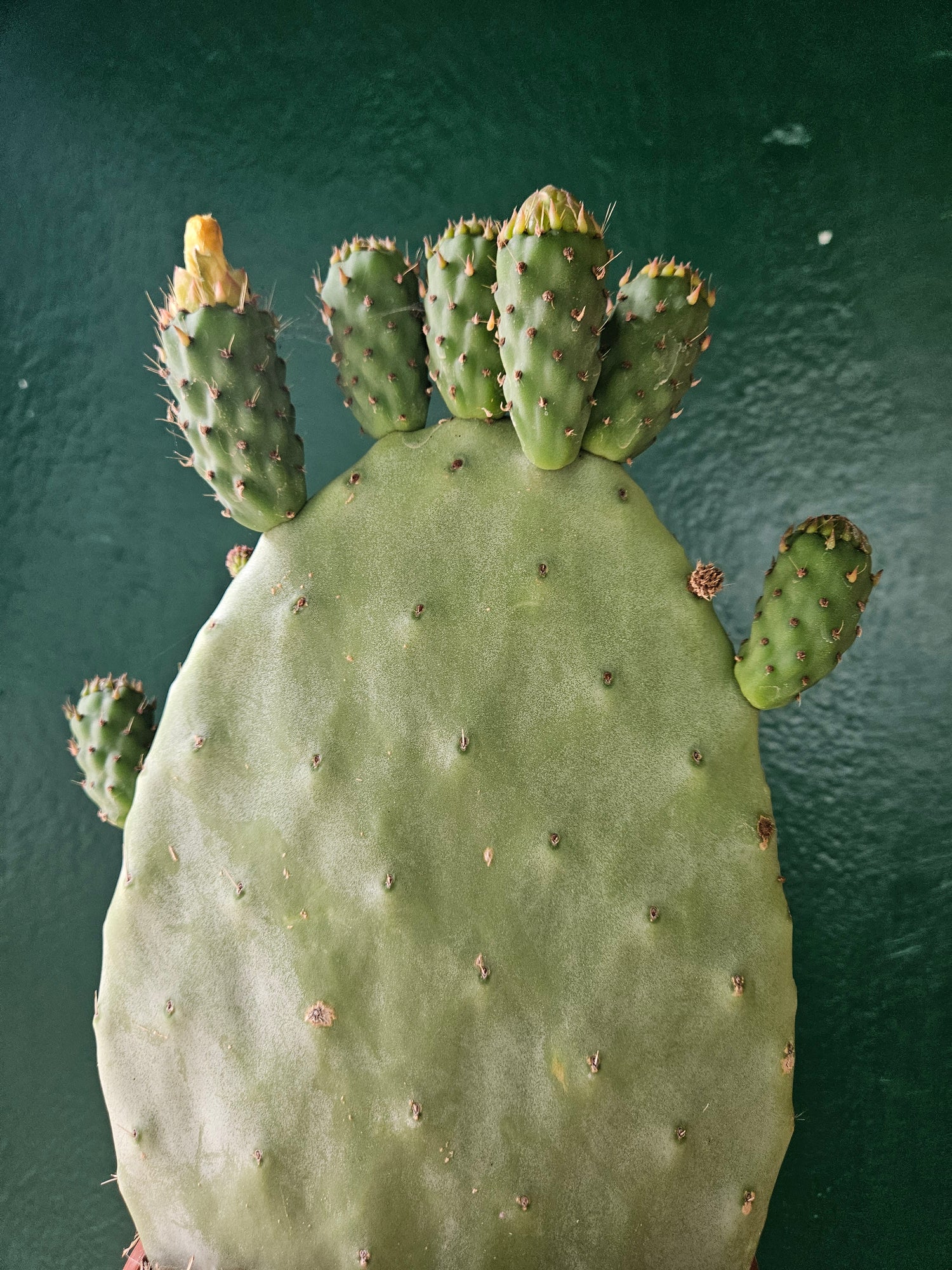Opuntia ficus indica (Prickly pear)
