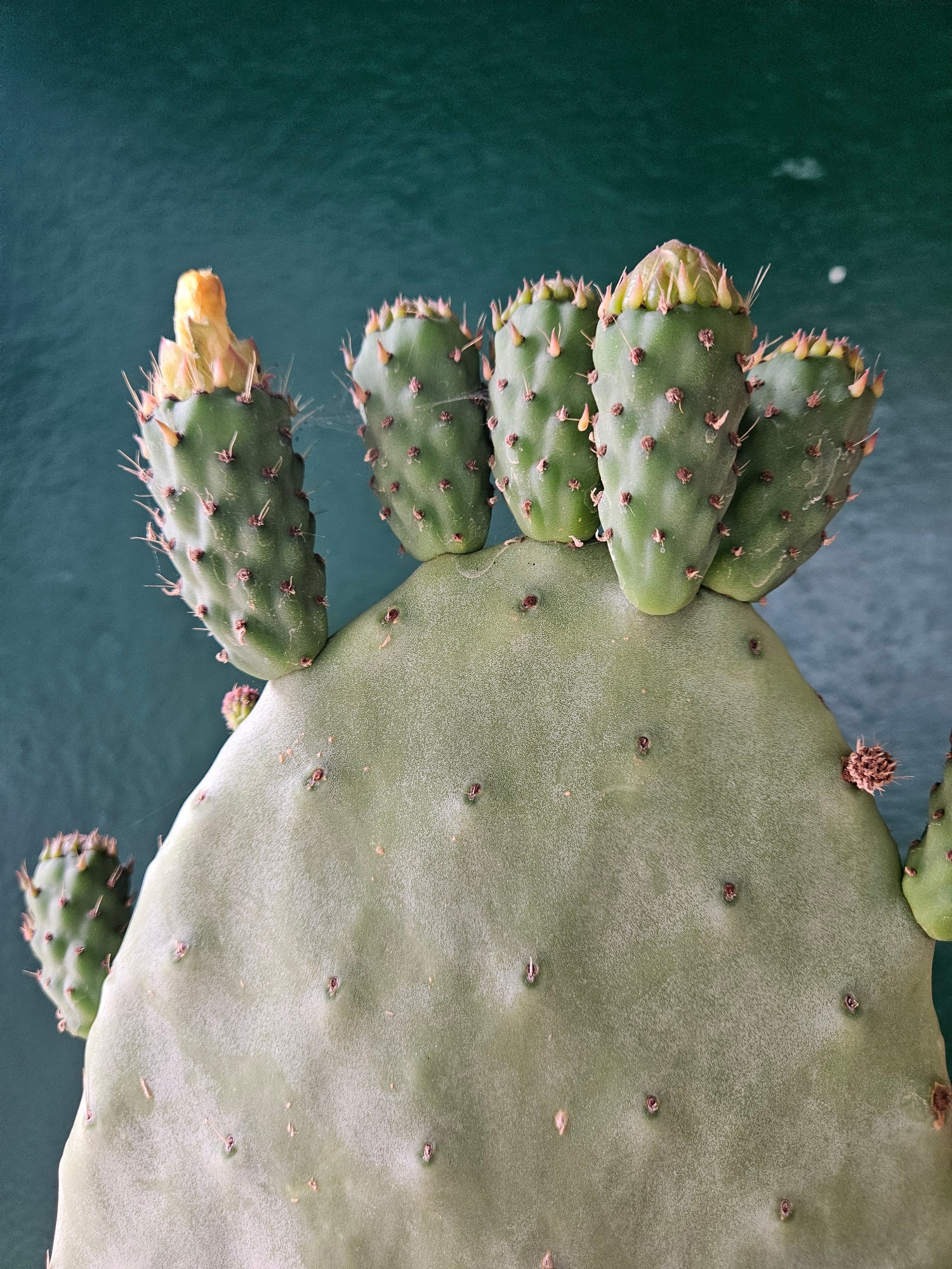 Opuntia ficus indica (Prickly pear)