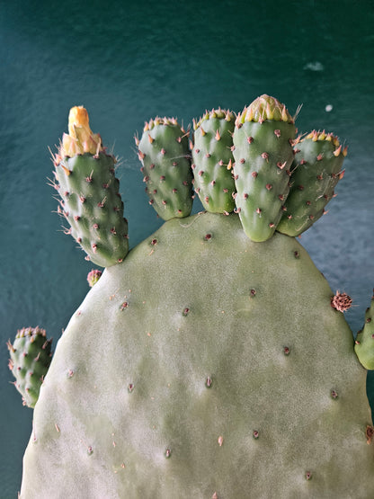 Opuntia ficus indica (Prickly pear)
