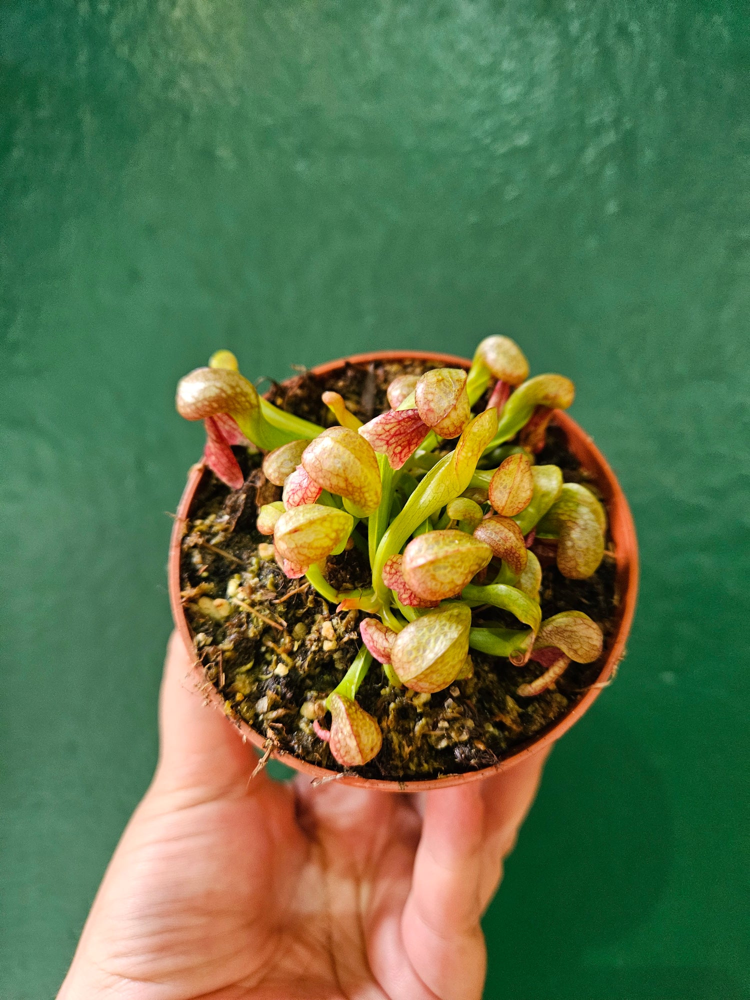 Darlingtonia californica (Cobra lily)