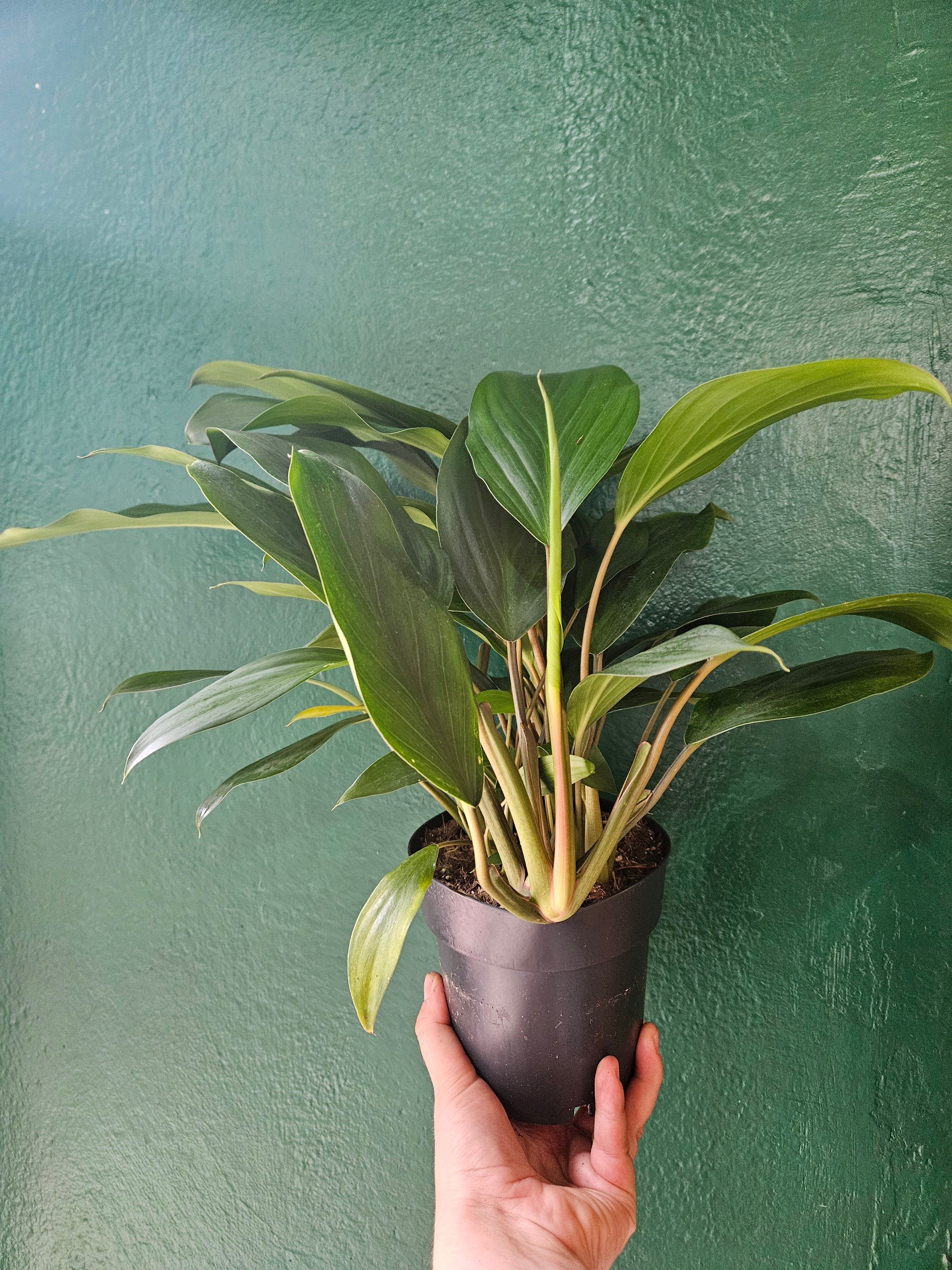 Homalomena Rubescens &