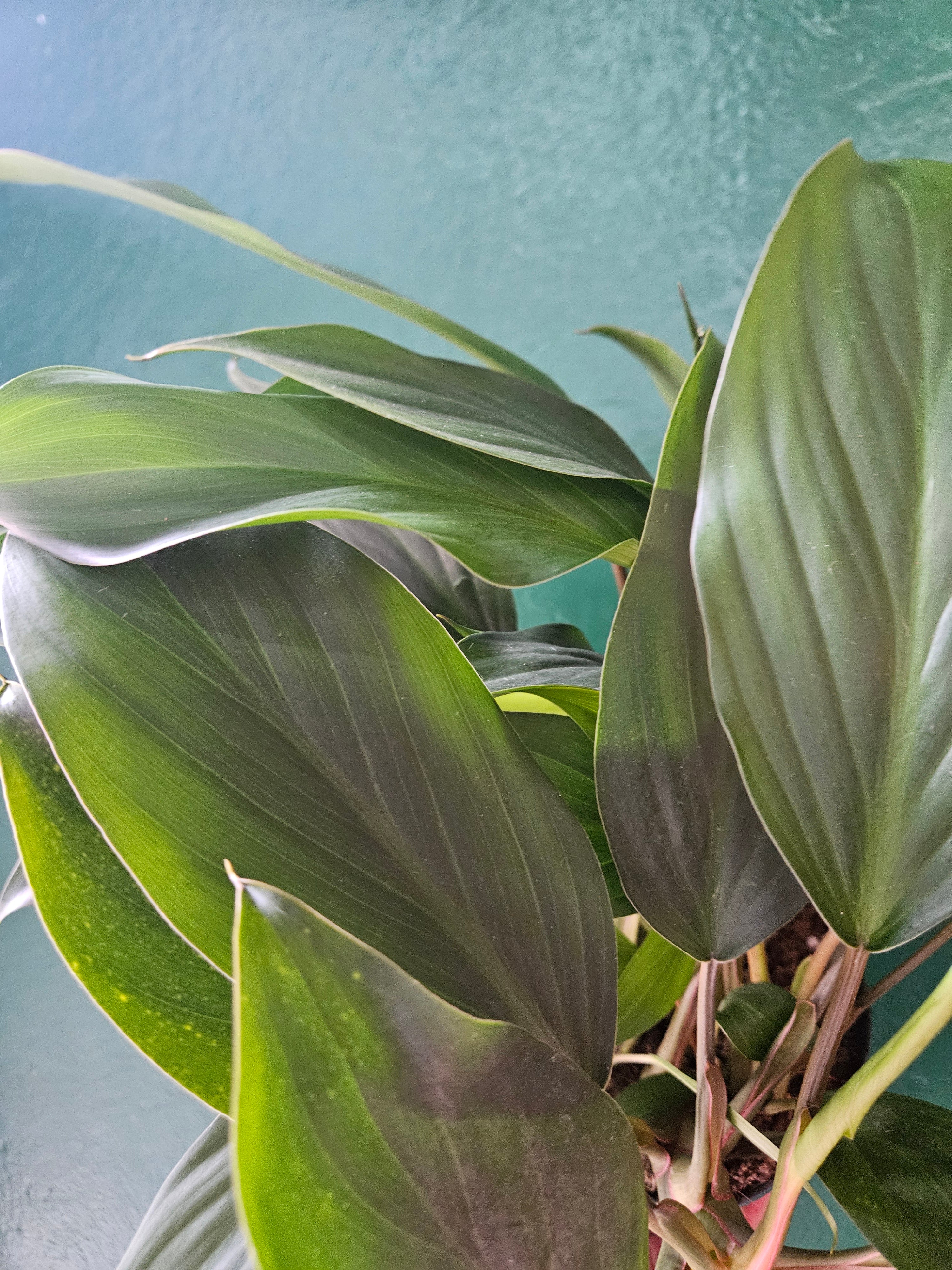 Homalomena Rubescens &
