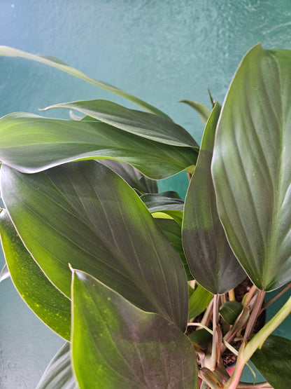 Homalomena Rubescens &