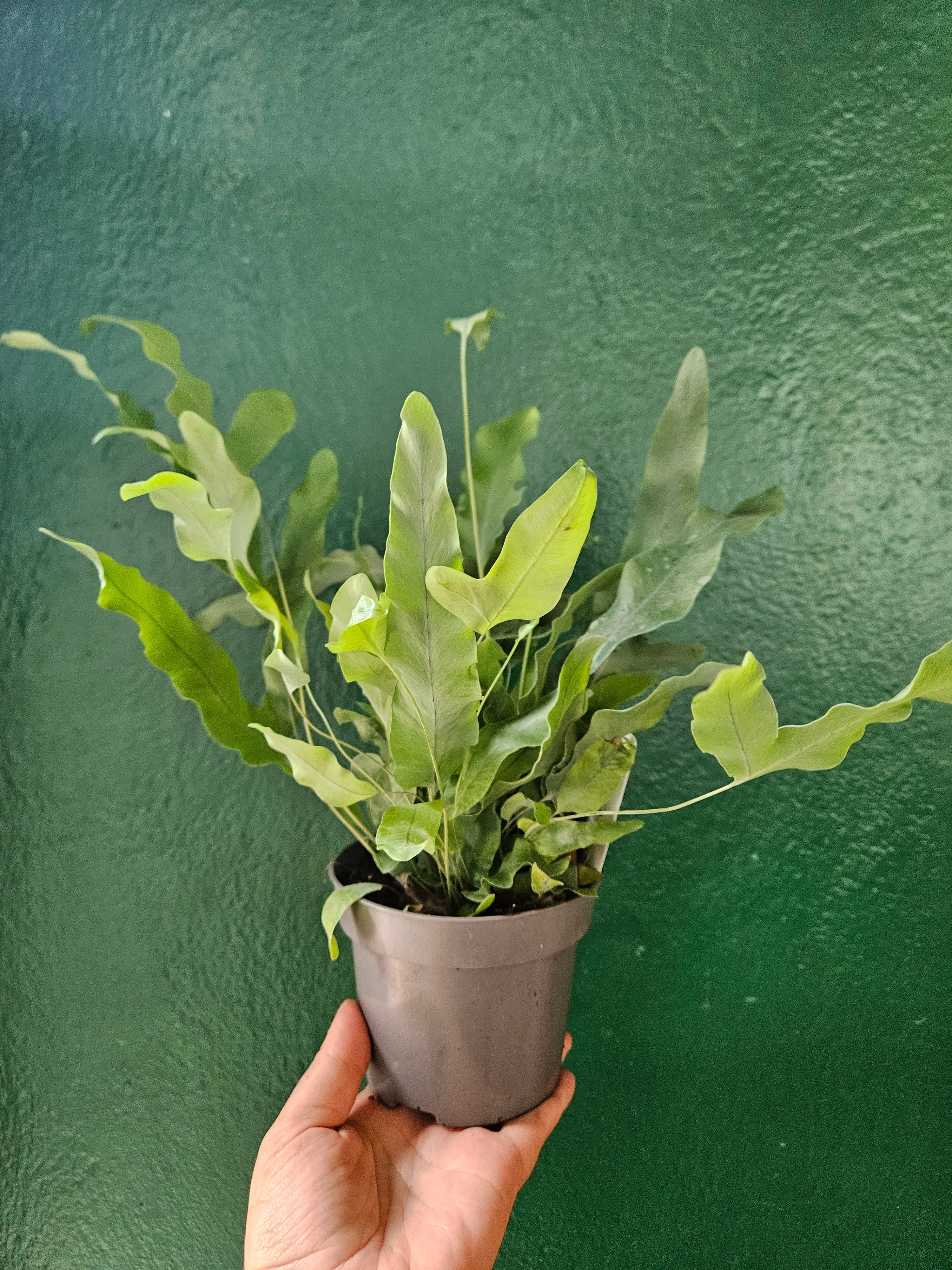 Phlebodium aureum &