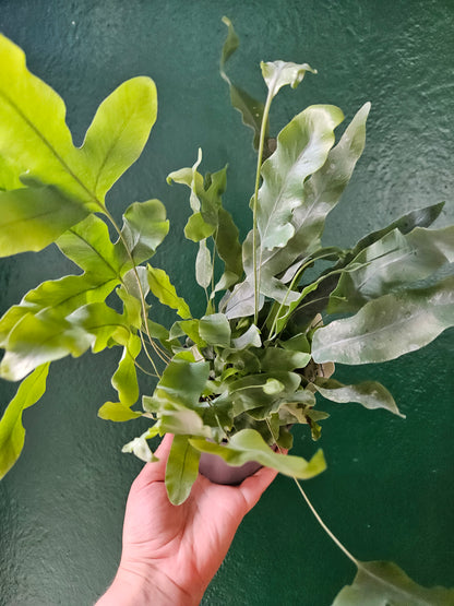 Phlebodium aureum &