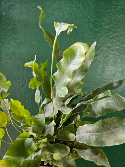 Phlebodium aureum &