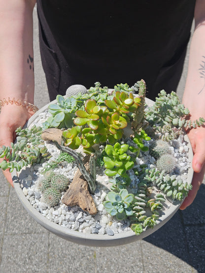 07/11/2026 at 11am Open Terrarium Workshop