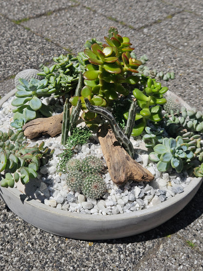 07/11/2026 at 11am Open Terrarium Workshop