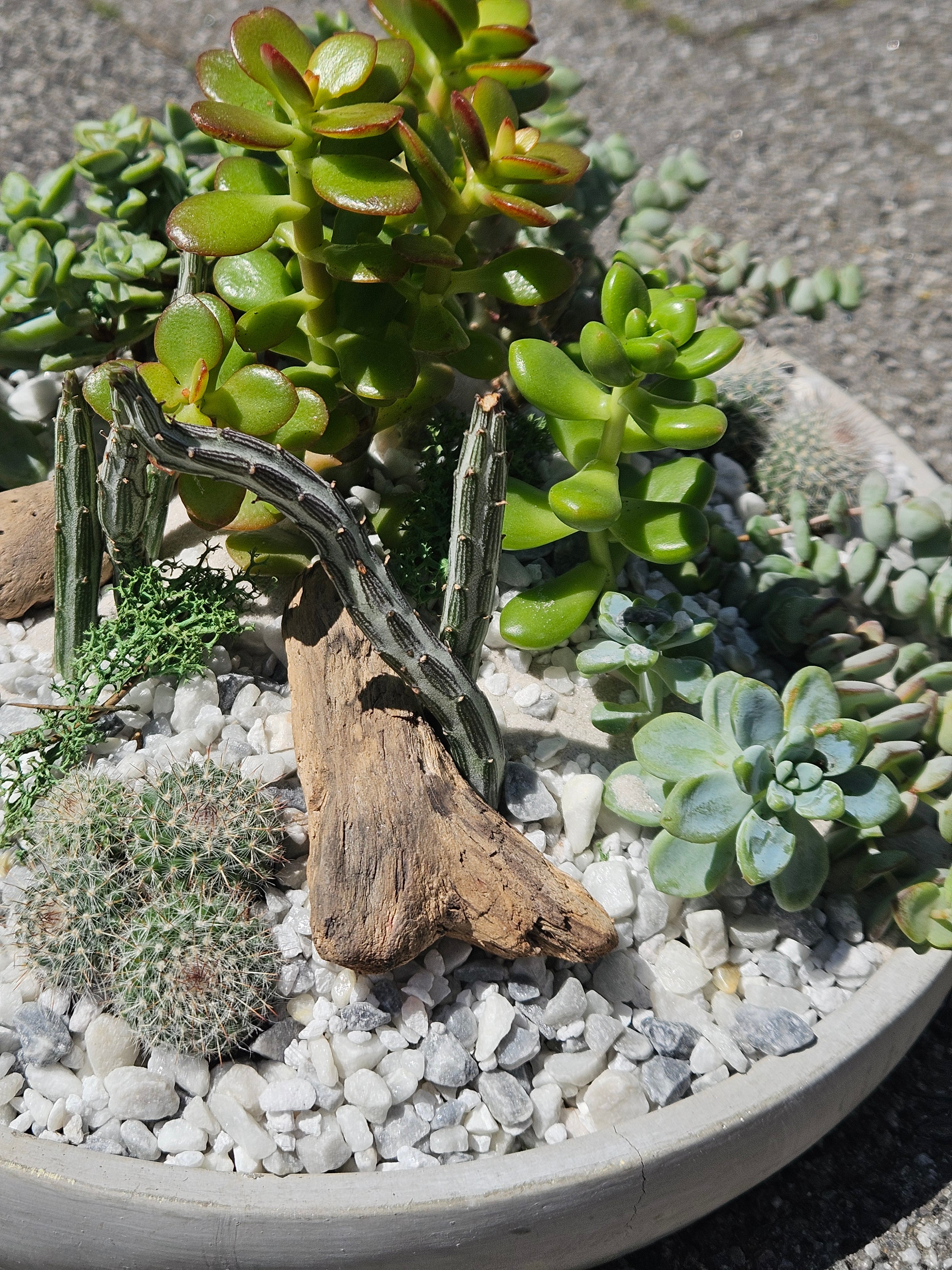 07/11/2026 at 11am Open Terrarium Workshop