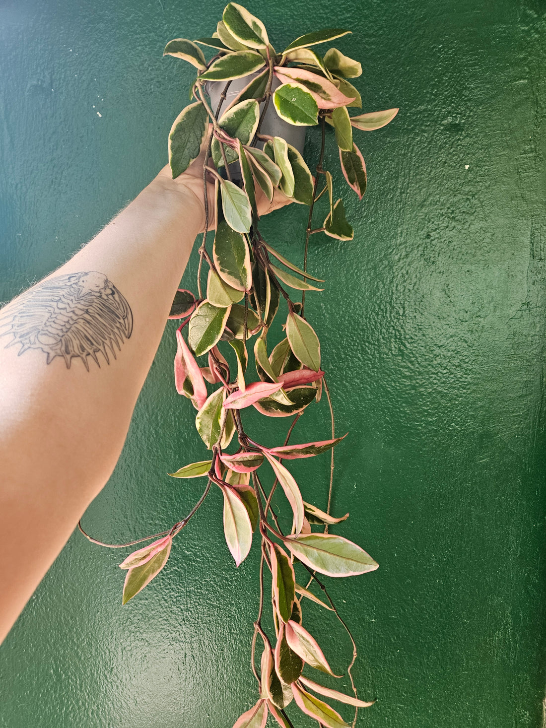 Hoya carnosa &