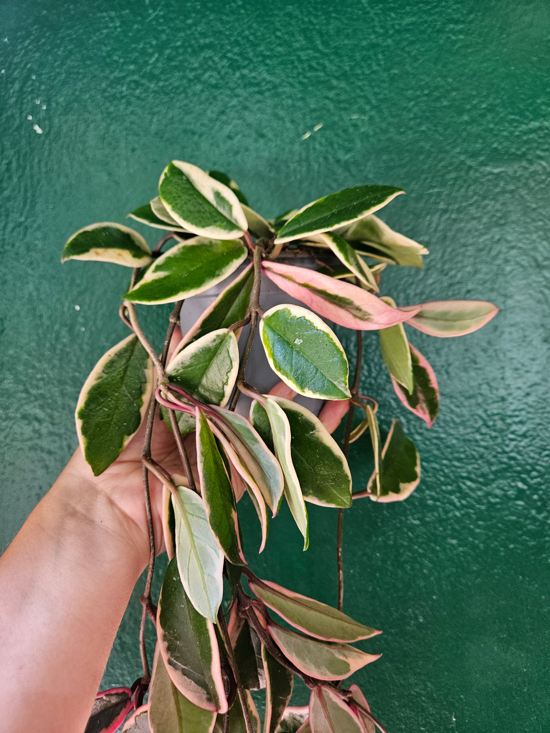 Hoya carnosa &