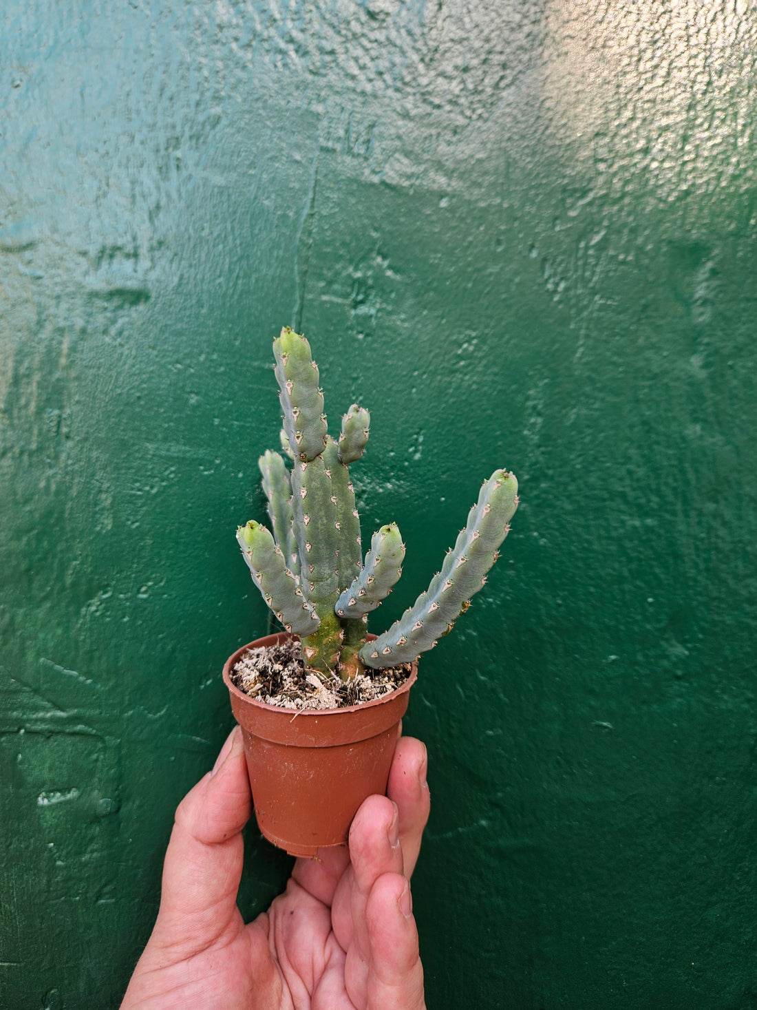 Euphorbia Debilispina