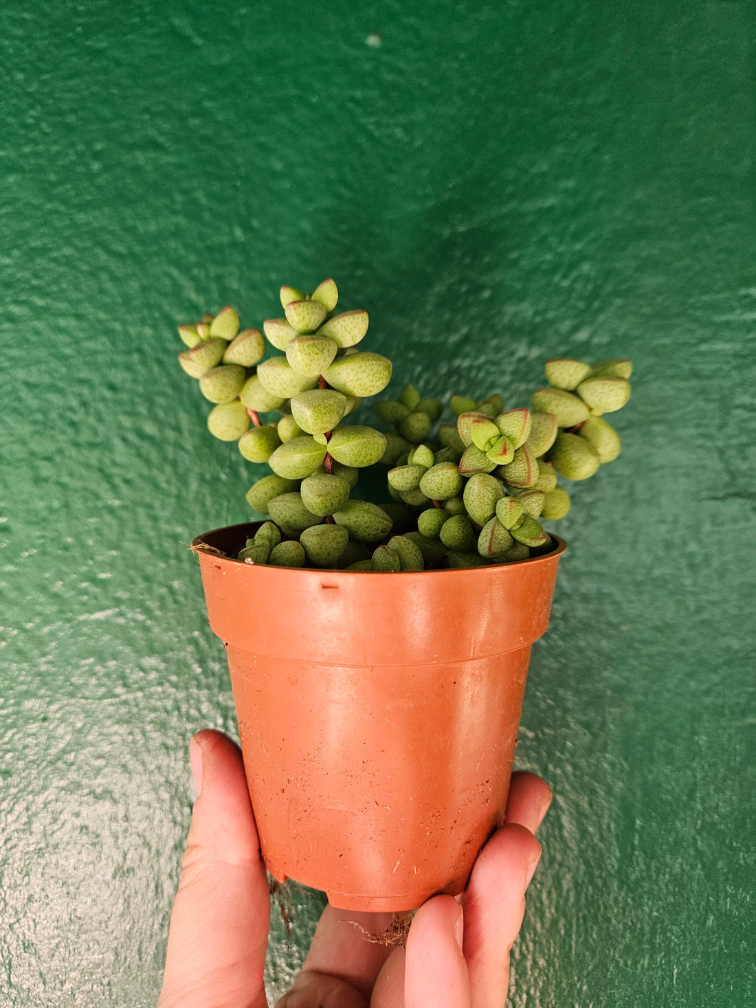 Crassula &